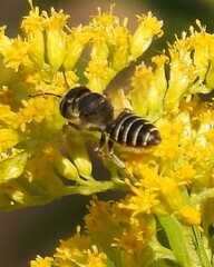 Megachile rotundata