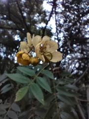 Senna spectabilis
