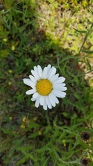 Leucanthemum vulgare
