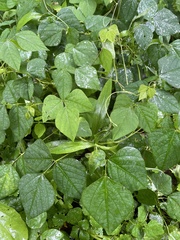 Amphicarpaea bracteata bracteata