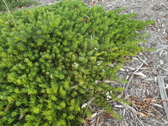 Myoporum parvifolium