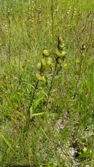 Rhinanthus minor