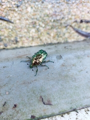Protaetia orientalis orientalis