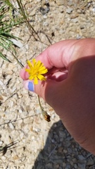 Hieracium lachenalii