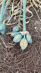 Pancratium maritimum