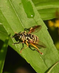 Spilomyia longicornis