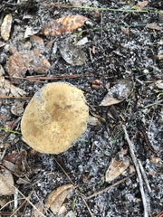 Gyroporus castaneus