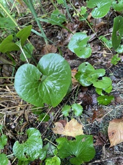 Asarum canadense