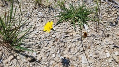 Hieracium lachenalii