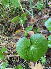 Asarum canadense