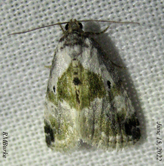 Maliattha synochitis