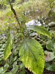 Cryptotaenia canadensis