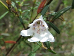 Prostanthera linearis