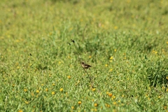 Phylloscopus canariensis