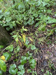 Cryptotaenia canadensis