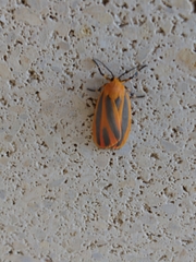 Hypoprepia miniata