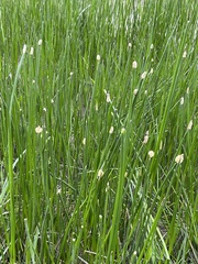 Eleocharis elegans
