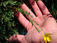 Bradburia pilosa