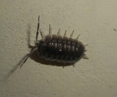Porcellio obsoletus