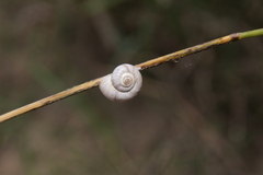 Xeropicta derbentina