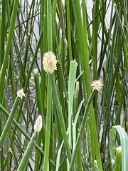 Eleocharis elegans