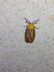 Hypoprepia miniata