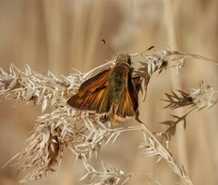 Ochlodes sylvanoides