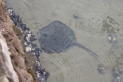 Trygonoptera testacea