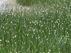 Eleocharis elegans