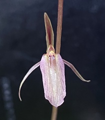 Cyrtostylis reniformis