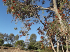 Callistemon