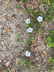 Ipomoea pandurata