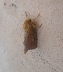 Pharmacis aemilianus