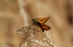 Ochlodes sylvanoides