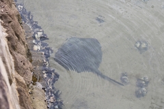 Trygonoptera testacea