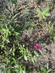 Portulaca amilis