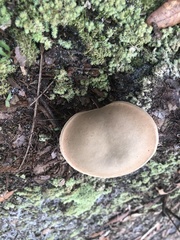 Xerocomus subtomentosus