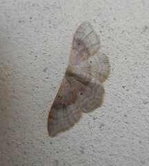 Idaea degeneraria