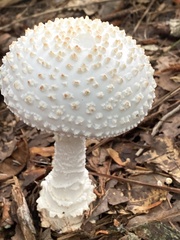 Amanita cokeri