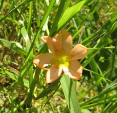 Moraea flaccida