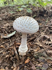 Amanita cokeri