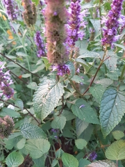 Agastache foeniculum