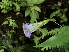Tripterospermum lanceolatum