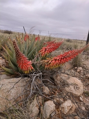 Aloe claviflora