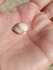 Cerastoderma edule