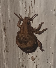 Pseudocneorhinus bifasciatus