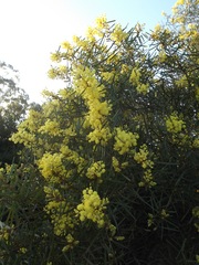 Phyllodineae