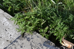 Urtica cannabina