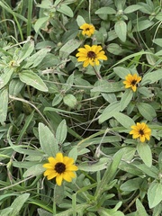 Sanvitalia procumbens