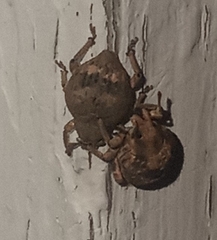 Pseudocneorhinus bifasciatus